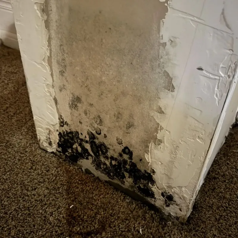 Professional Mold Removal in Rutherford County, NC